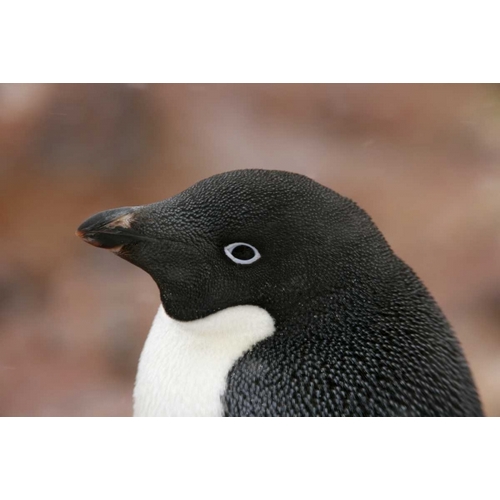 Antarctica, Brown Bluff Adelie penguin adult